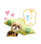 シーズーもぐとにこのスタンプ（冬編）（個別スタンプ：20）