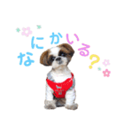 シーズーもぐとにこのスタンプ（冬編）（個別スタンプ：21）