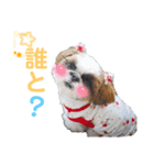 シーズーもぐとにこのスタンプ（冬編）（個別スタンプ：22）