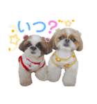 シーズーもぐとにこのスタンプ（冬編）（個別スタンプ：24）