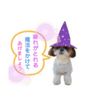 シーズーもぐとにこのスタンプ（冬編）（個別スタンプ：26）