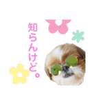 シーズーもぐとにこのスタンプ（冬編）（個別スタンプ：27）
