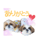 シーズーもぐとにこのスタンプ（冬編）（個別スタンプ：29）