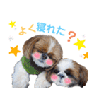 シーズーもぐとにこのスタンプ（冬編）（個別スタンプ：39）