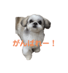 あんちゃん❣️スタンプ（個別スタンプ：15）