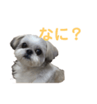 あんちゃん❣️スタンプ（個別スタンプ：16）