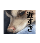 チワワマロン（個別スタンプ：6）