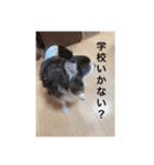 チワワマロン（個別スタンプ：8）