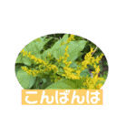 花とクラフトと…（個別スタンプ：4）