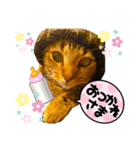にゃんこc-f-s（個別スタンプ：2）