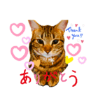 にゃんこc-f-s（個別スタンプ：3）