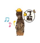 にゃんこc-f-s（個別スタンプ：4）