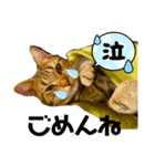 にゃんこc-f-s（個別スタンプ：5）