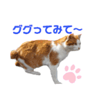 小春びより7（個別スタンプ：3）