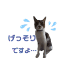 小春びより7（個別スタンプ：4）