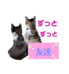 小春びより7（個別スタンプ：8）