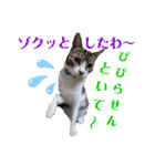 小春びより7（個別スタンプ：10）