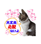 小春びより7（個別スタンプ：11）