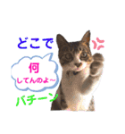小春びより7（個別スタンプ：15）