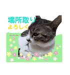 小春びより7（個別スタンプ：16）