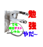 小春びより7（個別スタンプ：19）