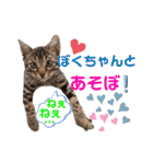 小春びより7（個別スタンプ：20）