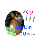 小春びより7（個別スタンプ：24）