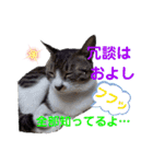 小春びより7（個別スタンプ：28）