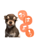 ぼくパーシー3（個別スタンプ：2）