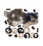 ぼくパーシー3（個別スタンプ：7）