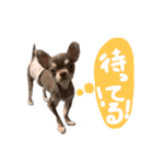 ぼくパーシー3（個別スタンプ：8）