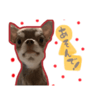 ぼくパーシー3（個別スタンプ：10）