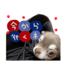 ぼくパーシー3（個別スタンプ：12）