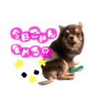 ぼくパーシー3（個別スタンプ：14）