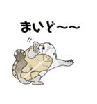 亀ってなんてかわいいの♥️4（個別スタンプ：1）