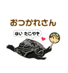 亀ってなんてかわいいの♥️4（個別スタンプ：5）
