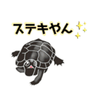 亀ってなんてかわいいの♥️4（個別スタンプ：6）