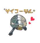 亀ってなんてかわいいの♥️4（個別スタンプ：8）