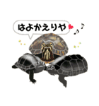 亀ってなんてかわいいの♥️4（個別スタンプ：18）