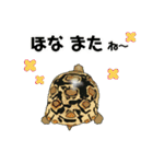 亀ってなんてかわいいの♥️4（個別スタンプ：19）