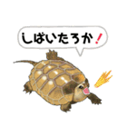 亀ってなんてかわいいの♥️4（個別スタンプ：30）