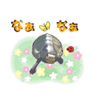 亀ってなんてかわいいの♥️4（個別スタンプ：39）