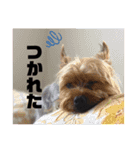 ぺぺとみみ3（個別スタンプ：6）