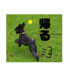 ぺぺとみみ3（個別スタンプ：13）