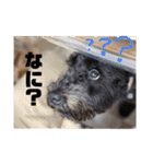 ぺぺとみみ3（個別スタンプ：15）