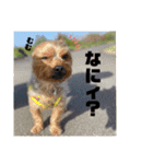 ぺぺとみみ3（個別スタンプ：16）