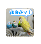 ゆきちゃん宅スタンプ15（個別スタンプ：3）