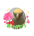 ゆきちゃん宅スタンプ15（個別スタンプ：7）