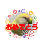 ゆきちゃん宅スタンプ15（個別スタンプ：16）