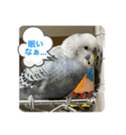 ゆきちゃん宅スタンプ15（個別スタンプ：20）